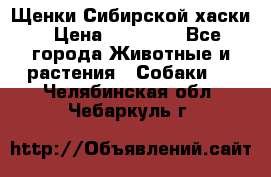 Щенки Сибирской хаски › Цена ­ 18 000 - Все города Животные и растения » Собаки   . Челябинская обл.,Чебаркуль г.
